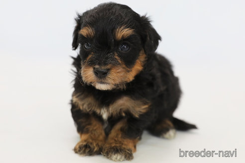 成約済の神奈川県のミックス犬-301725の5枚目